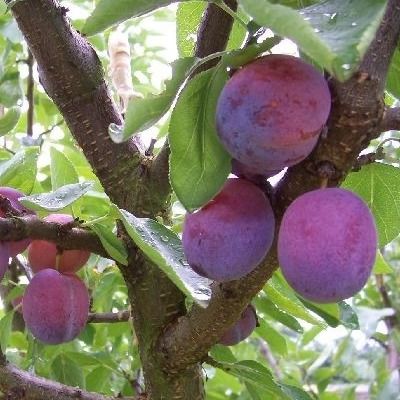 Prunier Opal - Leaderplant