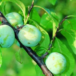 Prunier Reine Claude de Bavay - Leaderplant