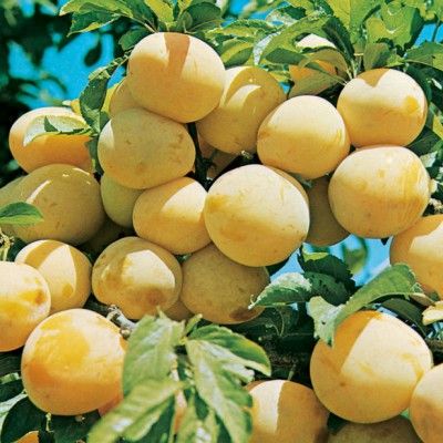 Prunier Reine Claude d'Oullins - Leaderplant