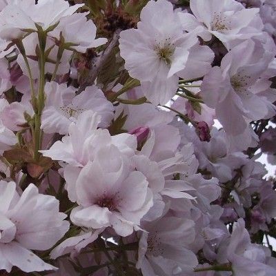 Cerisier du Japon 'Amanogawa' - Leaderplant