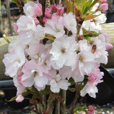 Cerisier du Japon 'Amanogawa' - Leaderplant