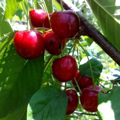 Cerisier nain Stella Compact - Leaderplant