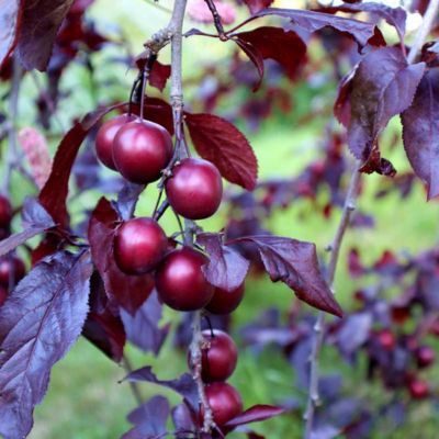 Prunier myrobolan Ruby  - Leaderplant