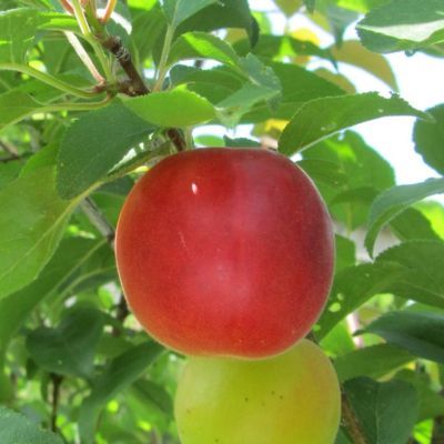 Abricot-Prune Gigante di Budrio  - Leaderplant