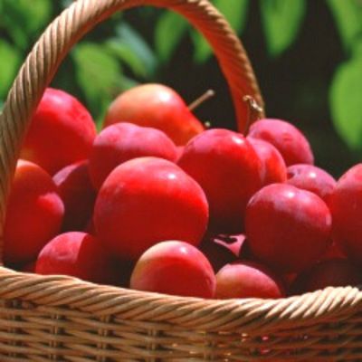 Prunier Mirabelle rouge Ruby ® - Leaderplant