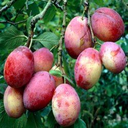 Prunier Opal - Leaderplant