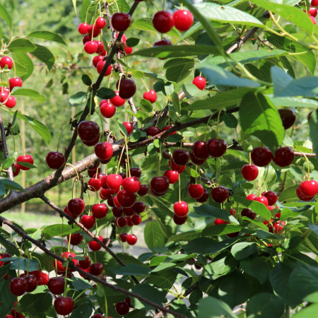 Cerisier nain Crimson passion - Leaderplant