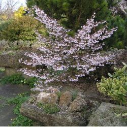 Cerisier du Japon nain Kojo No Mai - Leaderplant