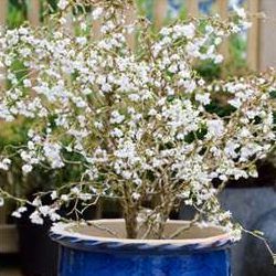 Cerisier du Japon nain Kojo No Mai - Leaderplant