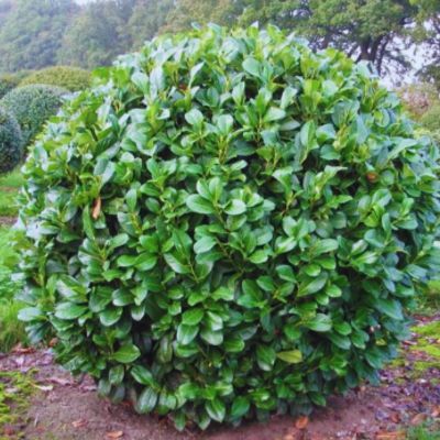 Laurier palme Etna ® - Leaderplant