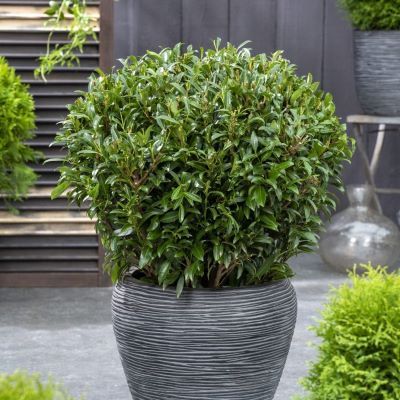 Laurier palme Sofia ® - Leaderplant