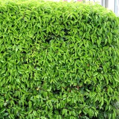 Laurier du Portugal pyramidal - Leaderplant