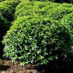 Laurier du Portugal pyramidal - Leaderplant