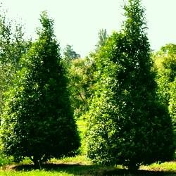 Laurier du Portugal pyramidal - Leaderplant