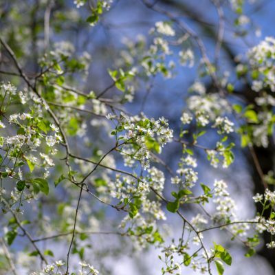Cerisier de Sainte-Lucie  - Leaderplant