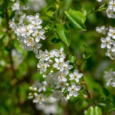 Cerisier de Sainte-Lucie  - Leaderplant