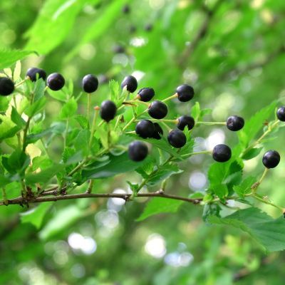 Cerisier de Sainte-Lucie  - Leaderplant