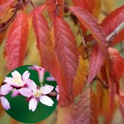 Cerisier à fleurs 'Okamé' - Leaderplant