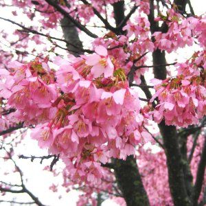 Cerisier à fleurs 'Okamé' - Leaderplant