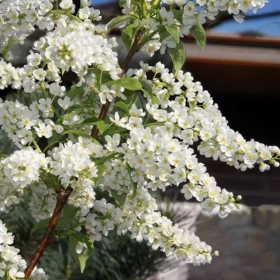 Cerisier à fleurs Le Thoureil - Leaderplant