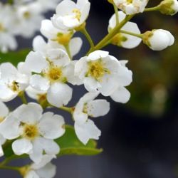 Cerisier à fleurs 'Le Thoureil' - Leaderplant