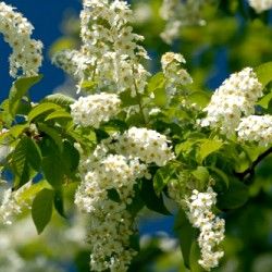 Cerisier à fleurs 'Le Thoureil' - Leaderplant