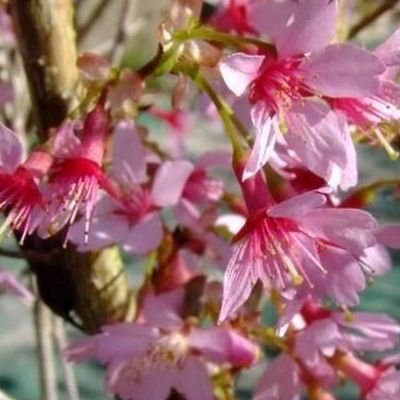 Cerisier à fleurs Paean - Leaderplant