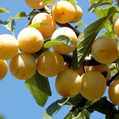 Prunier Reine Claude Dorée ou verte  - Leaderplant