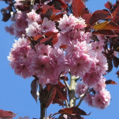 Cerisier du Japon Royal Burgundy - Leaderplant