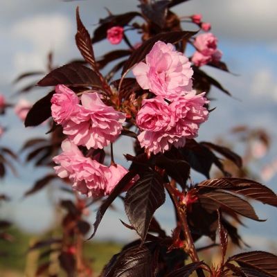 Cerisier du Japon Royal Burgundy - Leaderplant
