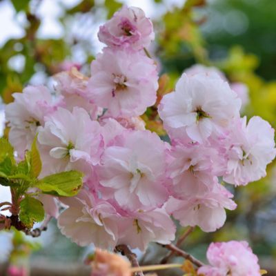 Cerisier du Japon Shirofugen  - Leaderplant