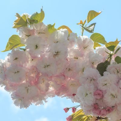 Cerisier du Japon Shirofugen  - Leaderplant