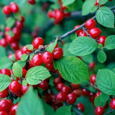 Ragoumier ou Cerisier du Nankin Efimka - Leaderplant