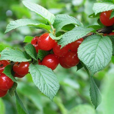 Ragoumier ou Cerisier du Nankin - Leaderplant