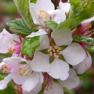 Ragoumier ou Cerisier du Nankin - Leaderplant