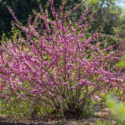 Amandier de Chine Rosenmund  - Leaderplant