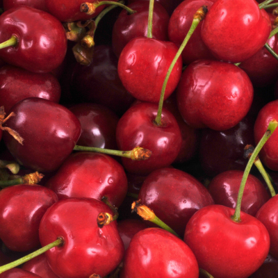 Cerisier nain Cherry Me Burlat Fruit Me ® - Leaderplant
