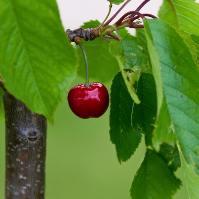 Cerisier nain Cherry Me Burlat Fruit Me ® - Leaderplant