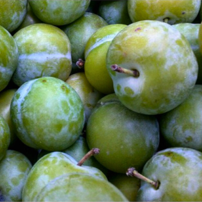 Prunier nain Plum Me Claudia Fruit Me ® - Leaderplant