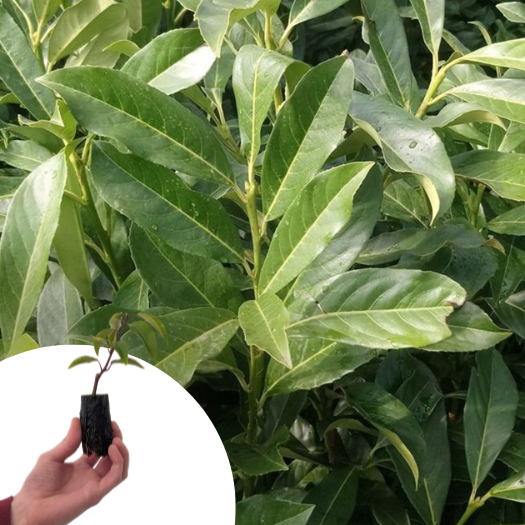 Laurier palme, Laurier du Caucase en mini-motte   - Leaderplant