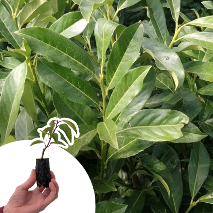 Laurier palme, Laurier du Caucase en mini-motte   - Leaderplant