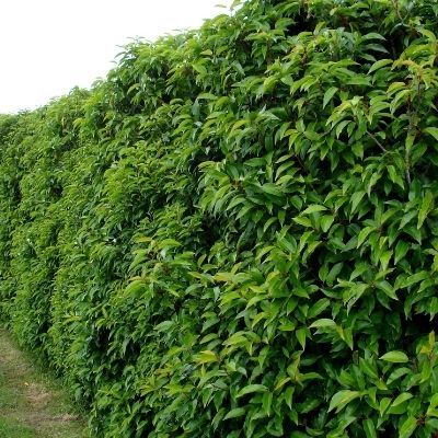 BON PLAN -50% Laurier du Portugal - Leaderplant