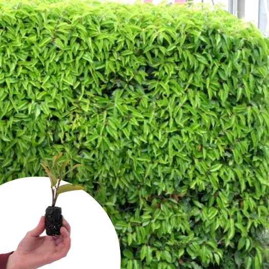 Laurier du Portugal en mini-motte  - Leaderplant