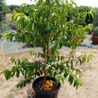 Pêcher nain Peach Me Yellow Grocivac Fruit Me ® - Leaderplant