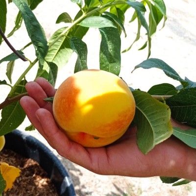 Pêcher nain Peach Me Yellow Grocivac Fruit Me ® - Leaderplant