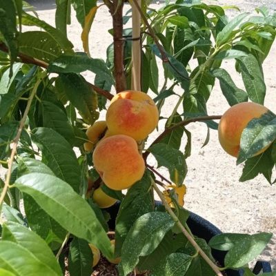 Pêcher nain Peach Me Yellow Grocivac Fruit Me ® - Leaderplant