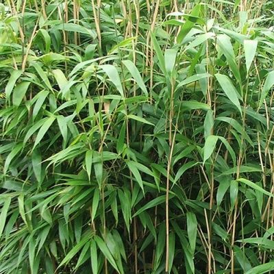 Bambou Métaké - Leaderplant