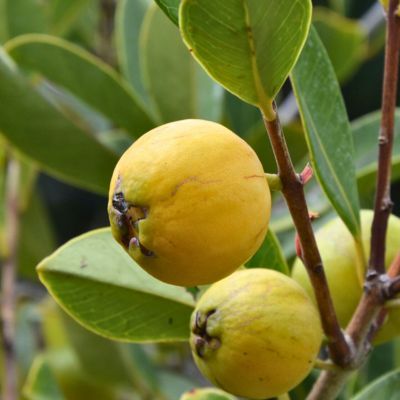 Goyavier de Catley à fruits jaunes - Leaderplant
