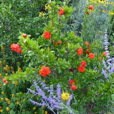 Grenadier Maxima Rubra - Leaderplant