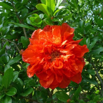 Grenadier Maxima Rubra - Leaderplant